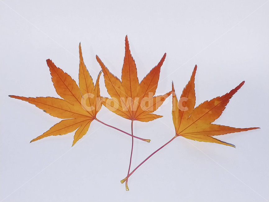 단풍잎,나뭇잎,가을,잎,낙엽,식물,autumn,leaf,leaves,maple,fall,plant,계절,season,가을,계절,fall,autumn,season,식물,자연,plants,nature