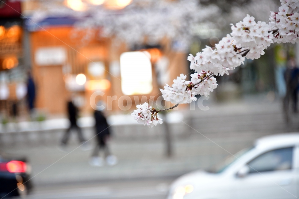 벚꽃,나무,봄,식물,조명,차량,자동차,교통,car,차,transportation,plant