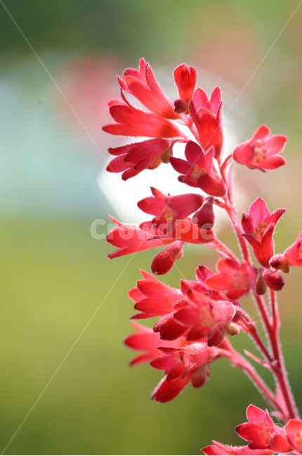 식물,꽃,야생화,붉은바위취,홍색,식물,자연,plants,nature,꽃,flower