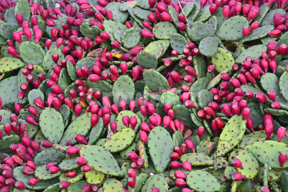 백년초열매,acactus,백년초,선인장,농업,산업,선인장열매,붉은색,씨앗,열매,식용,음식,푸드,약용,빨강색,배경,바탕,백그라운드,background,다이어트식품,pricklypear,손바닥선인장,재배,식이성섬유,상큼한맛,가시,아열대식물,plant,식물,과일,열매,fruit