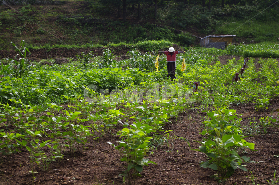 밭,농촌,허수아비,시골,식물,plant,산업,industry,industrial,농업,농사,agriculture,farming,farming industry