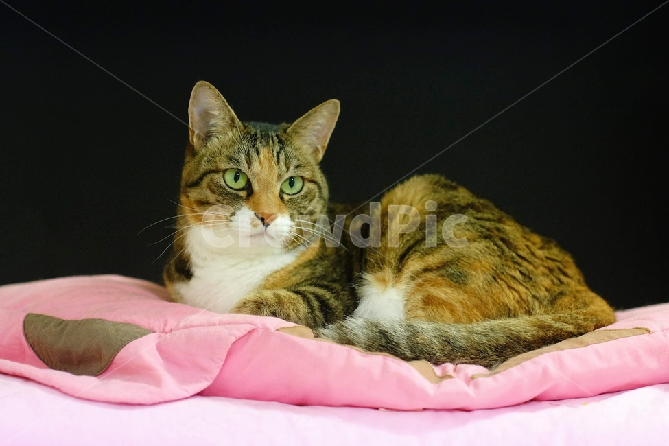 고양이,야옹이,반려동물,애완동물,포유류,동물,animal,포유류,mammal,고양이,cat,kitten,kitty