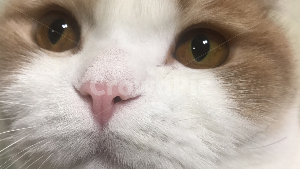 스코티쉬폴드,cat,집냥이,고양이,고양이얼굴