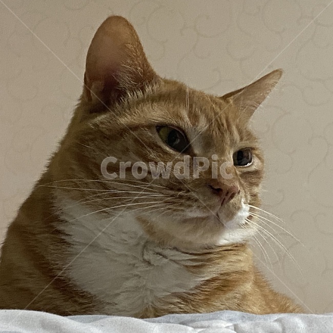 고양이,반려동물,애완동물,반려묘,야옹이,동물,포유류,animal,pet,cat,애완동물