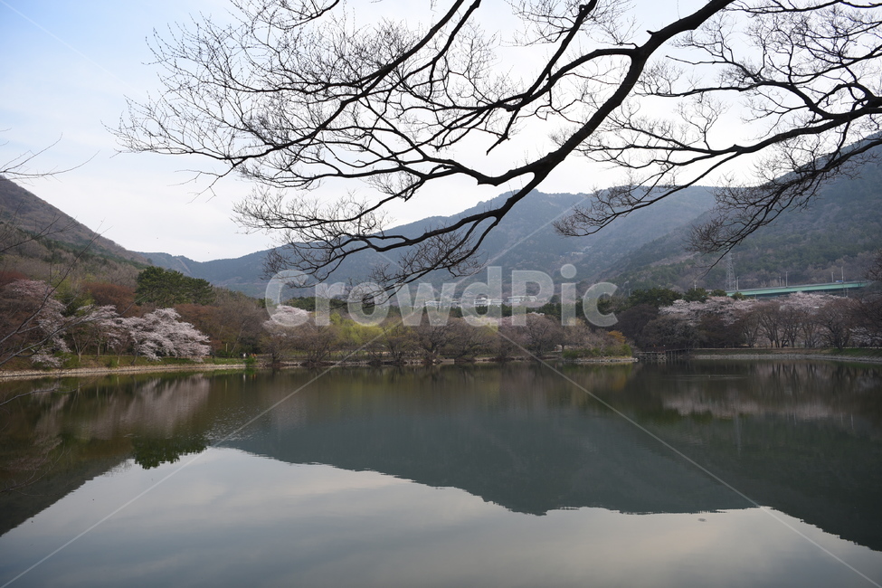 벚꽃,공원,일출,봄,호수,반영사진,나무,하늘,자연,풍경,nature,landscape,water,물,outdoors,옥외