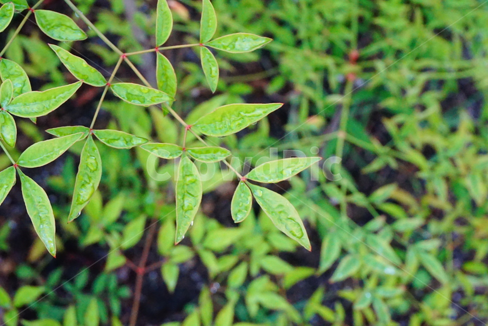 식물,남천,초록,빗방울,나무,tree,green,식물,자연,plants,nature