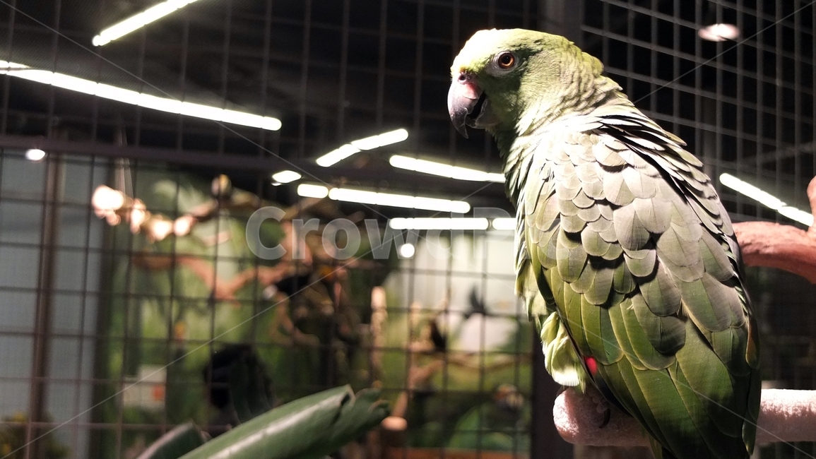 앵무새,새,동물,조류,bird,animal,동물,animal,조류,새,birds