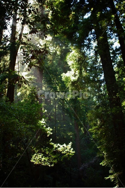 자연,풍경,나무,식물,빛,빛내림,초록색,숲,숲속,landscape,nature,자연,풍경,nature,landscape,휴식,힐링,rest,relaxation,healing,vegetation,초목,plant,outdoors,옥외,land,땅,tree,rainforest,열대 우림,jungle,밀림,woodland,삼림지,forest