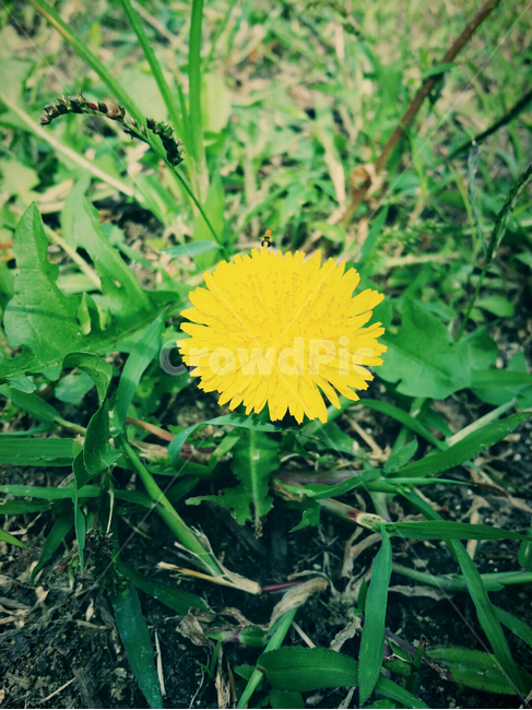 plant,식물,blossom,flower,꽃,yellow