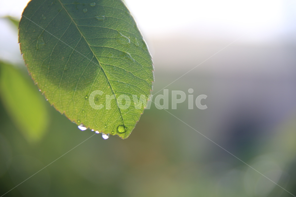 아침,이슬,청정,물방울,연두,잎새,식물,자연,plants,nature,휴식,힐링,rest,relaxation,healing