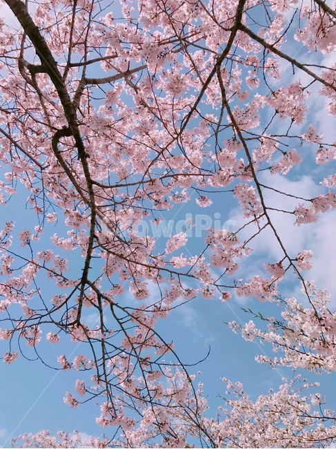 나무,벚꽃,계절,봄,구름,하늘,여름,날씨