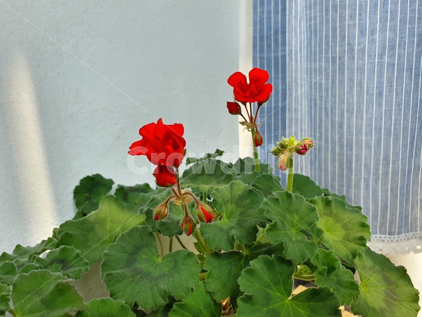 plant,제라늄,빨간꽃,식물,꽃,flower