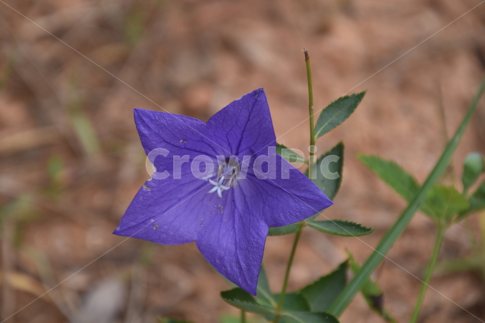 plant,식물,꽃,수목원,도라지,식물,자연,plants,nature,꽃,flower