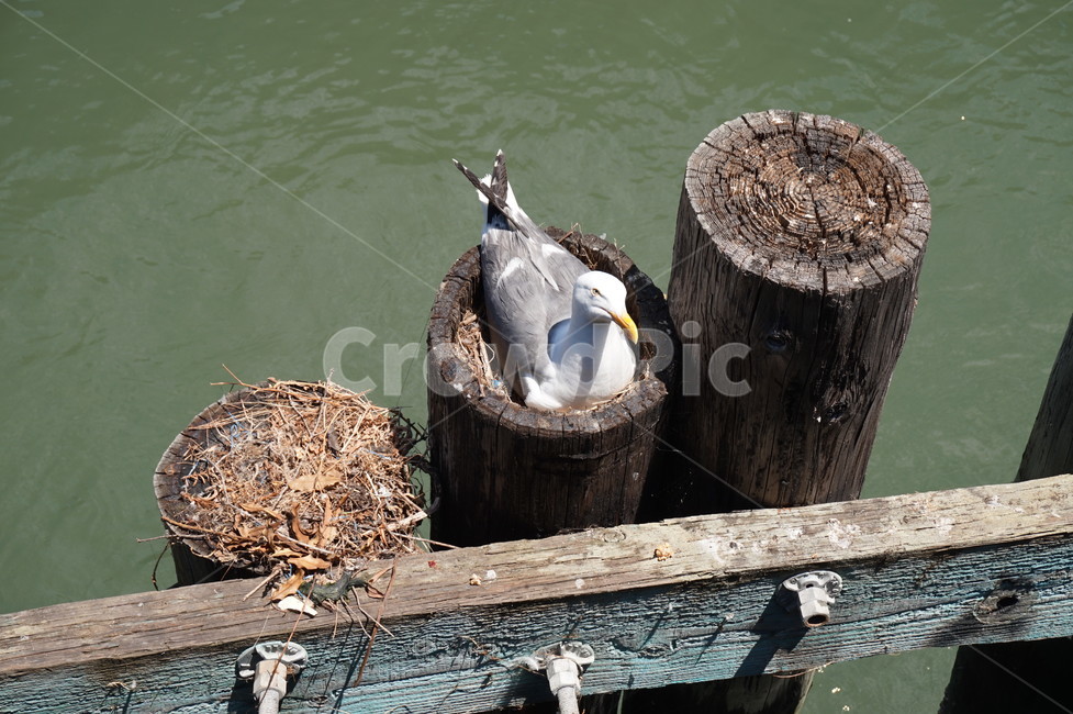 갈매기,새,부둣가,seagull,bird,앉아있는새,새둥지,갈매기둥지