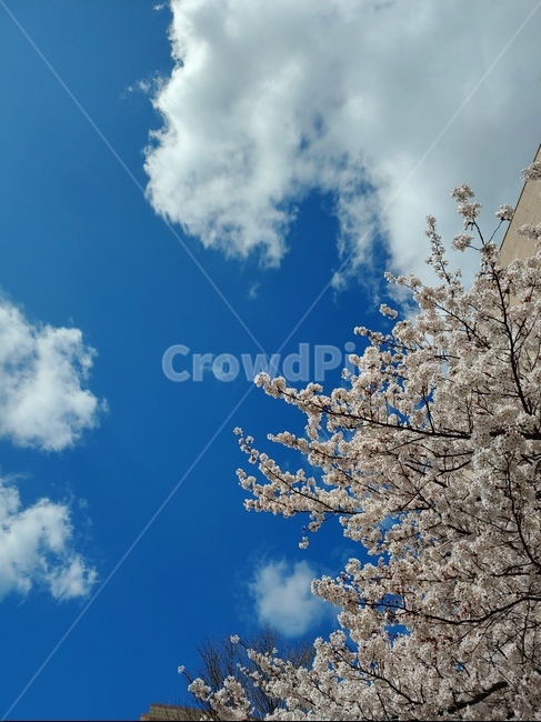 벚꽃,하늘,맑은하늘,꽃,안정,봄,계절,spring,season,nature,자연,outdoors,옥외
