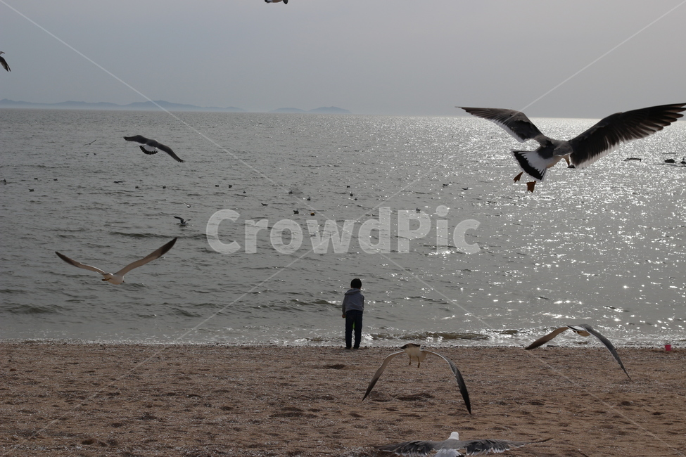 바다,서해바다,선녀바위,갈매기,갈매기떼,동물,animal,조류,새,birds