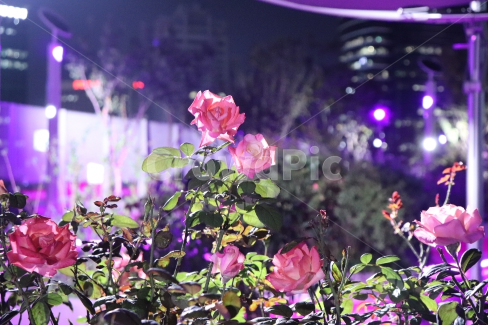 꽃,조명,밤,야경,서울로,서울역,장미,분홍장미,야경,밤,풍경,nightscape,night,landscape,식물,자연,plants,nature,꽃,flower,plant,blossom,rose
