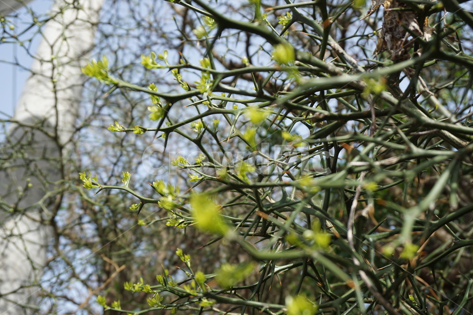 봄,4월,탱자나무,탱자나무가시,연두색,녹색,새순,봄,계절,spring,season,식물,자연,plants,nature,plant