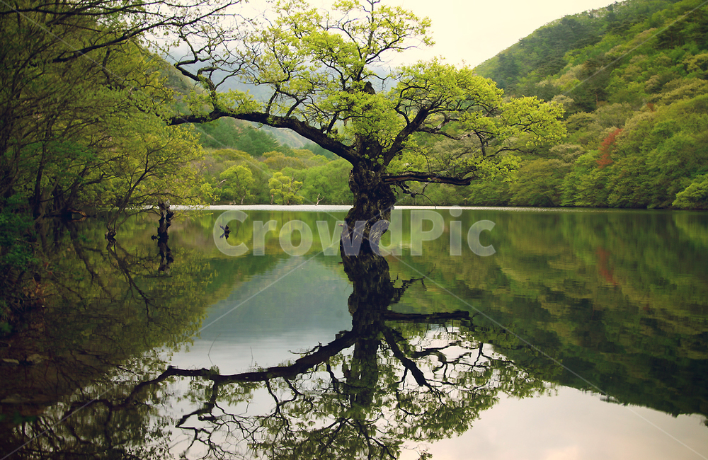 tree,나무,plant,주산지,봄,나무,trees,wood