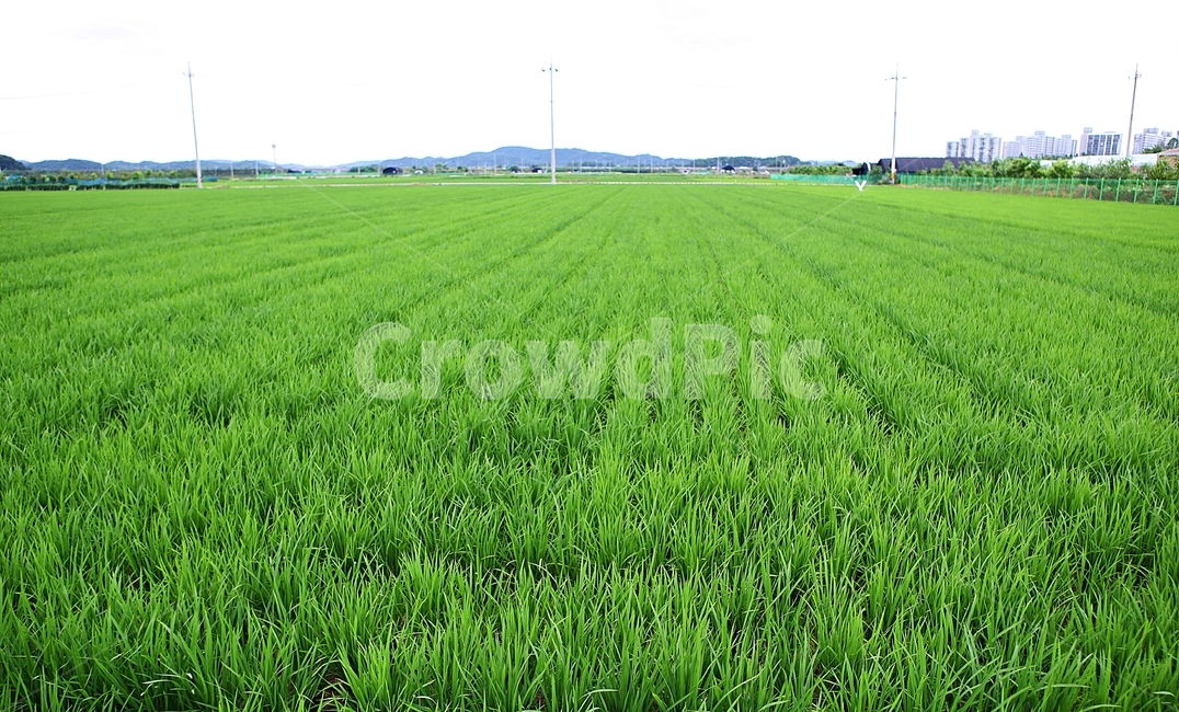 벼,논,농사,쌀,자연,풍경,자연,풍경,nature,landscape,한국자연풍경,한국자연경관,korea nature landscape,시골,마을,country,rural,town,plant,식물,grass,잔디,field,들