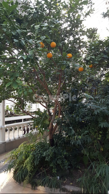 식물,식물원,초록,숲,나무,오렌지,오렌지나무,나뭇잎,식물,자연,plants,nature,과일,열매,fruit