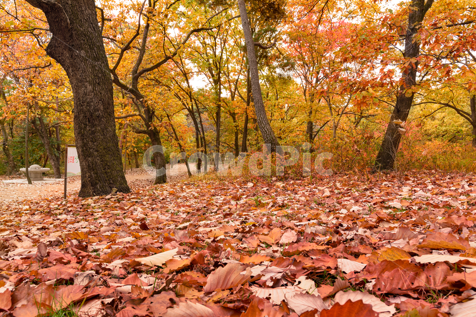 단풍,낙옆,가을,붉은,노랑,고목,참나무,산책길,공원,plant,식물,leaf,잎,tree,나무,가을,계절,fall,autumn,season