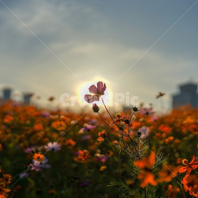 코스모스,가을,해질녘,노을,꽃,가을,계절,fall,autumn,season,식물,자연,plants,nature,꽃,flower,blossom,geranium,제라늄,plant