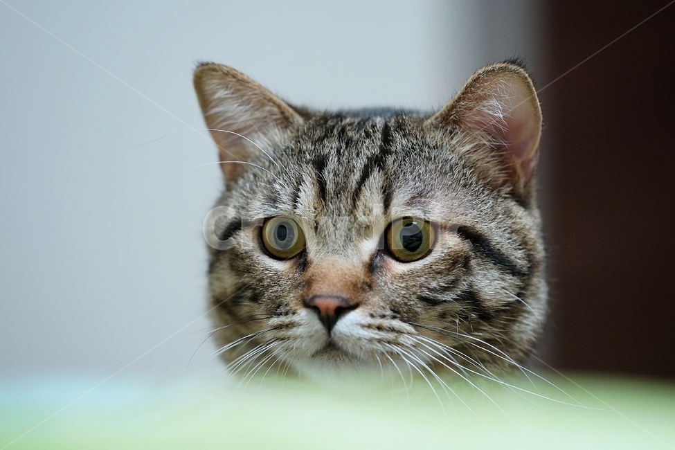 고양이,귀워운,사냥,눈빛,얼굴,동물,animal,포유류,mammal,고양이,cat,kitten,kitty