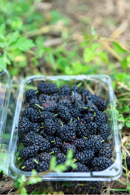 오디,여름,뽕나무,열매,신선한,식물,과일,열매,fruit