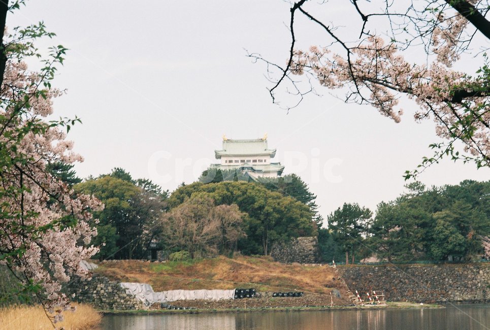일본,나고야,나고야성,nagoyacastle,벚꽃,랜드마크,landmark,tourist attraction,해외,외국,세계,foreign,oversea,world,세계랜드마크,해외랜드마크,외국랜드마크,world landmark,world tourist attraction