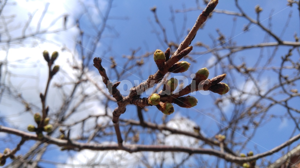 벚꽃,꽃봉오리,꽃망울,벚꽃나무,봄,나무,계절,배경,cherryblossoms,flowerbud,flowermanga,cherryblossomstree,spring,tree,season,background,식물,자연,plants,nature