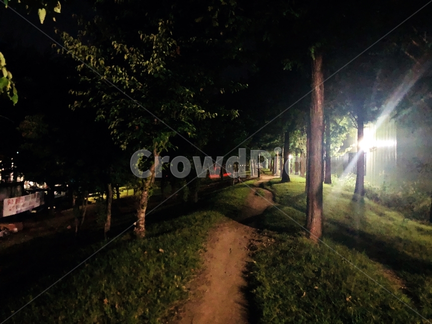 어두움,밤,자연,트리,걷기,숲,소나무,자연,풍경,nature,landscape,flare,플레어,light,빛