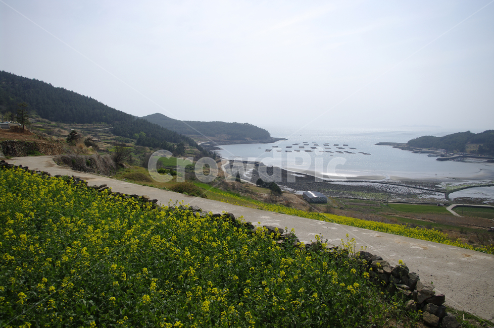 유채꽃,꽃밭,꽃,flower,계절,봄,spring,하늘,구름,마을,산,밭,시골,청산도,바다,풍경,섬,자연,풍경,nature,landscape,outdoors,옥외,promontory,곶