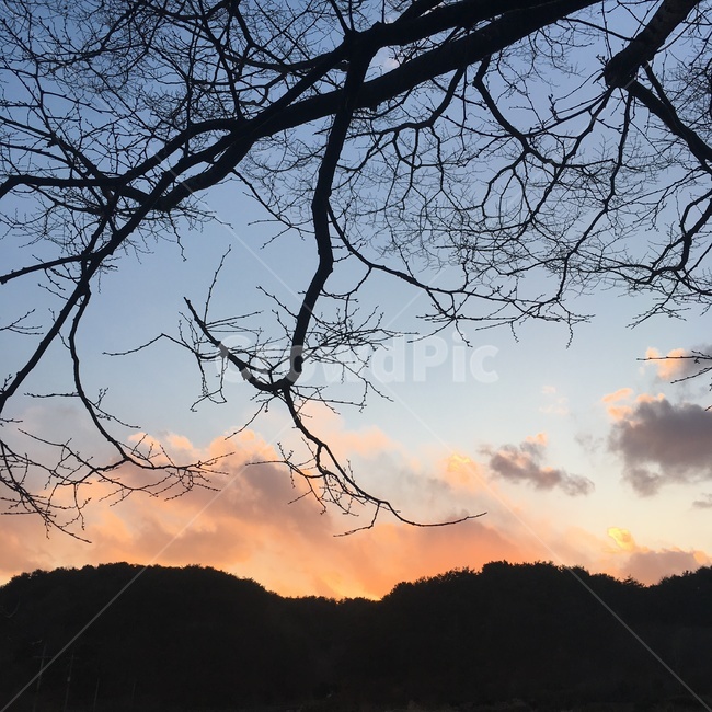 하늘,가을,감성,나무,노을