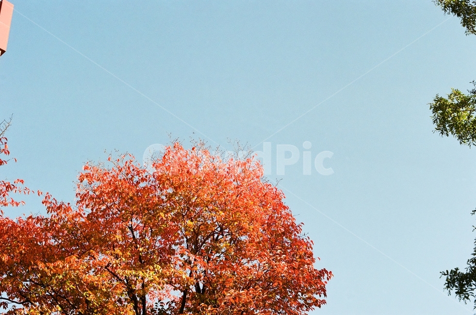 단풍,가을,가을축제,단품나무,낙엽,하늘,가을하늘,빨강,레드,red,가을,계절,fall,autumn,season,tree,나무,plant,식물