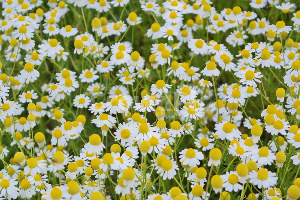 카모마일,캐모마일,꽃,허브,꽃밭,감성,봄꽃,flower,blossom,봄,plant,국화과,식물