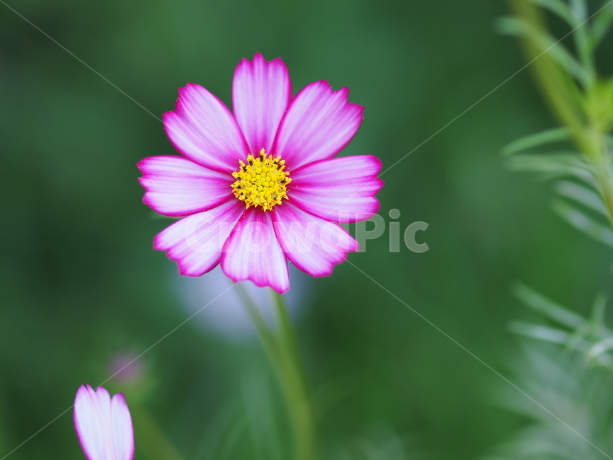코스모스,꽃,가을,공원,flower,자연,꽃놀이,가을꽃,봄,blossom,식물,plant,식물,자연,plants,nature,꽃,flower