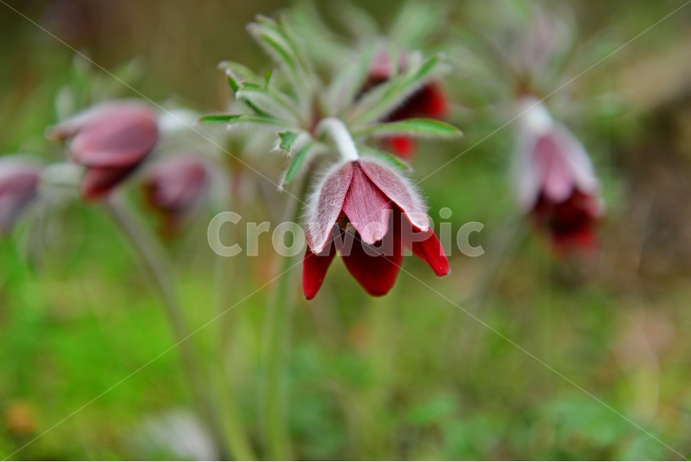 plant,식물,blossom,flower,꽃,할미꽃,솜털,공원,봄꽃,계절,식물,자연,plants,nature,꽃,flower