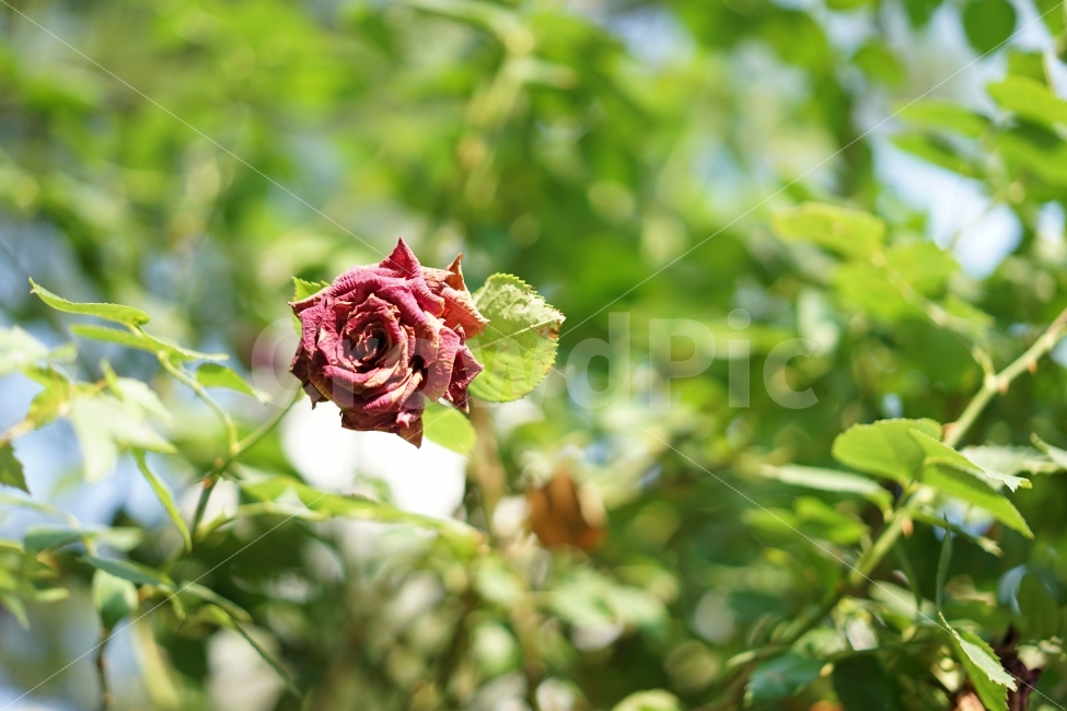 	장미,식물,꽃,플라워,자연,풍경,한송이,녹새,레드,빨강,매력,식물,자연,plants,nature,꽃,flower