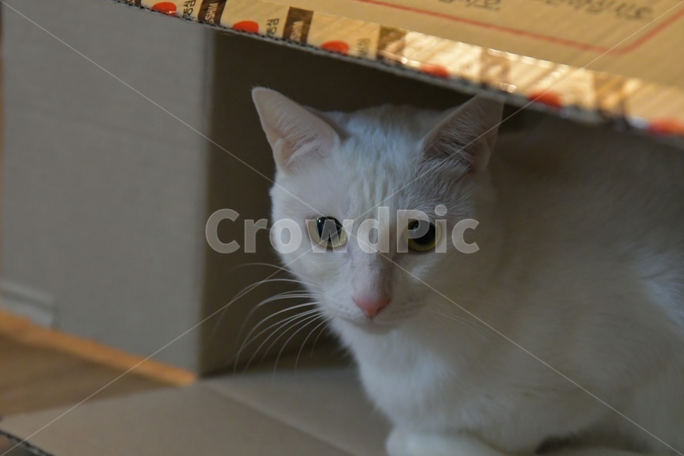 고양이,반려묘,반려동물,캣,박스,동물,코숏,cat,animal,kitty,kitten,box,동물,animal,포유류,mammal,고양이,cat,kitten,kitty