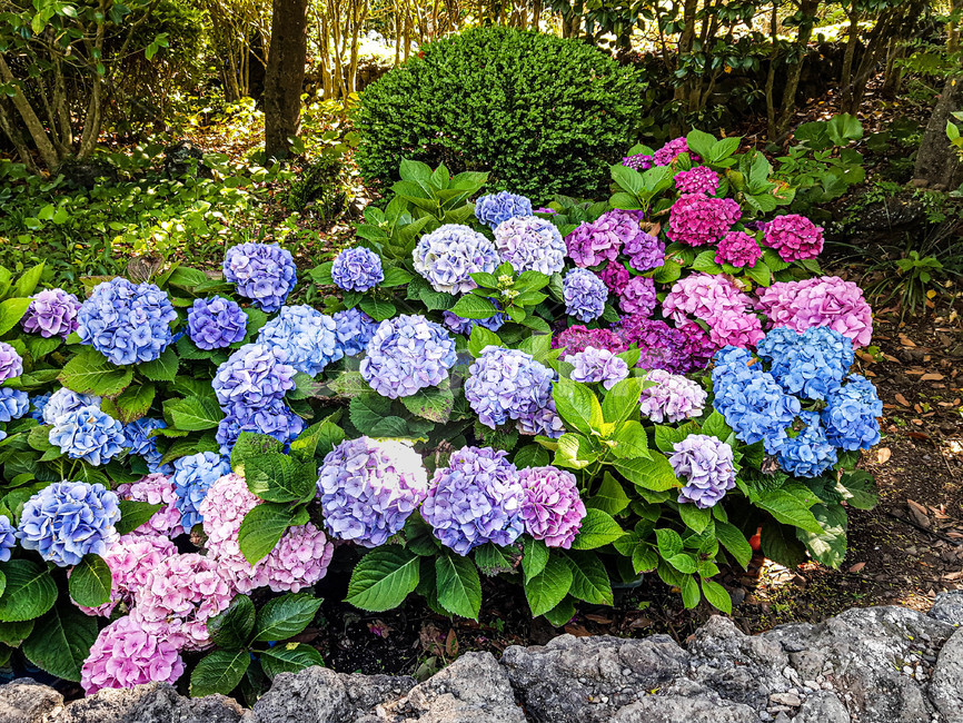 꽃,식물,수국,자연,휴식,힐링,flower,plant,nature,감성,emotion,봄,spring,rest,healing
