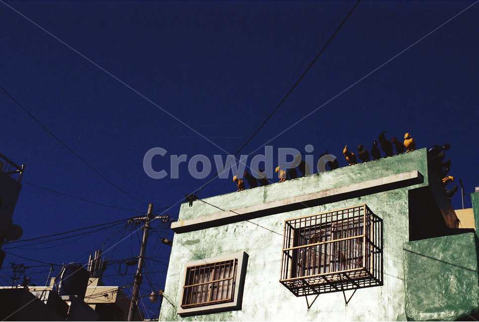 하늘,지붕,전봇대,필름사진,새,film,filmphoto,sky,telegraphpole,roof