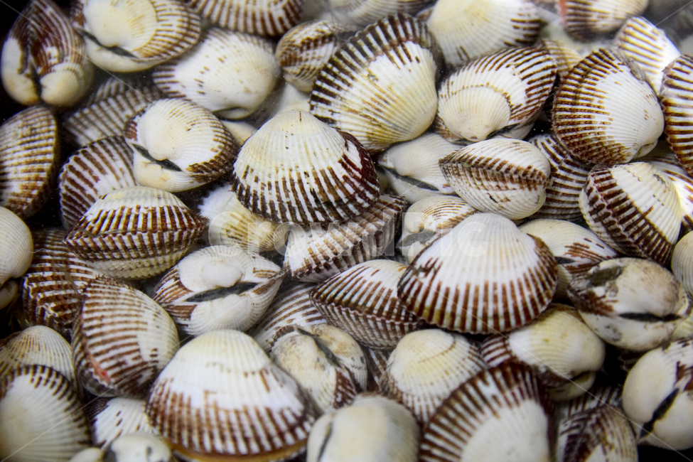 꼬막,조개,바다조개,해산물,음식,조개껍질,조개피,shellfish,수산물,해산물,fishery products,seafood