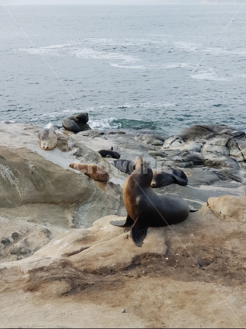 물개,바다동물,해안공원,바다사자,lajollacove,seal