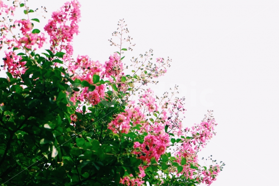 꽃,봄,수목원,나들이,자연,꽃구경,꽃놀이,식물,자연,plants,nature,꽃,flower,감성,sensible,feeling