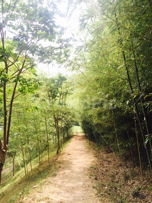 대나무,숲,길,산,초록색,나무,숲길,자연,풍경,nature,landscape,식물,plants,나무,trees,wood
