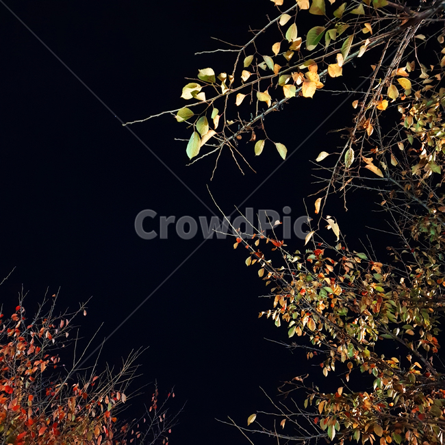 leaf,잎,plant,식물,나무,tree,밤,night,식물,자연,plants,nature,나무,trees,wood