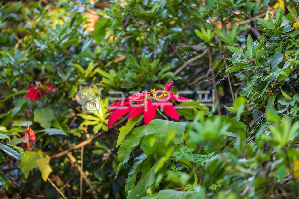 red flower,tropical plant,flower,nature,plant