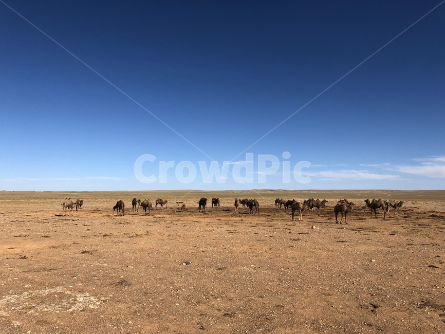 ground,바닥,soil,흙,outdoors,옥외,nature,자연,몽골,동물,animal,포유류,mammal