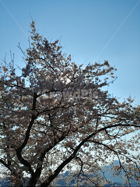 봄,벚꽃나무,강,하늘,배경